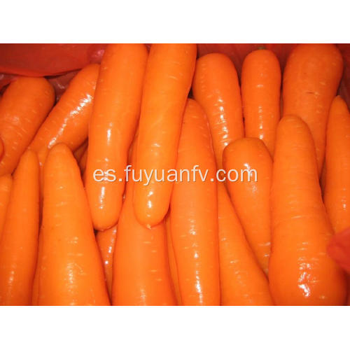 Deliciosas zanahorias frescas 150-200G